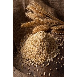 Aşurelik Buğday Yarması Dövme Beyaz Buğday 1 Kg